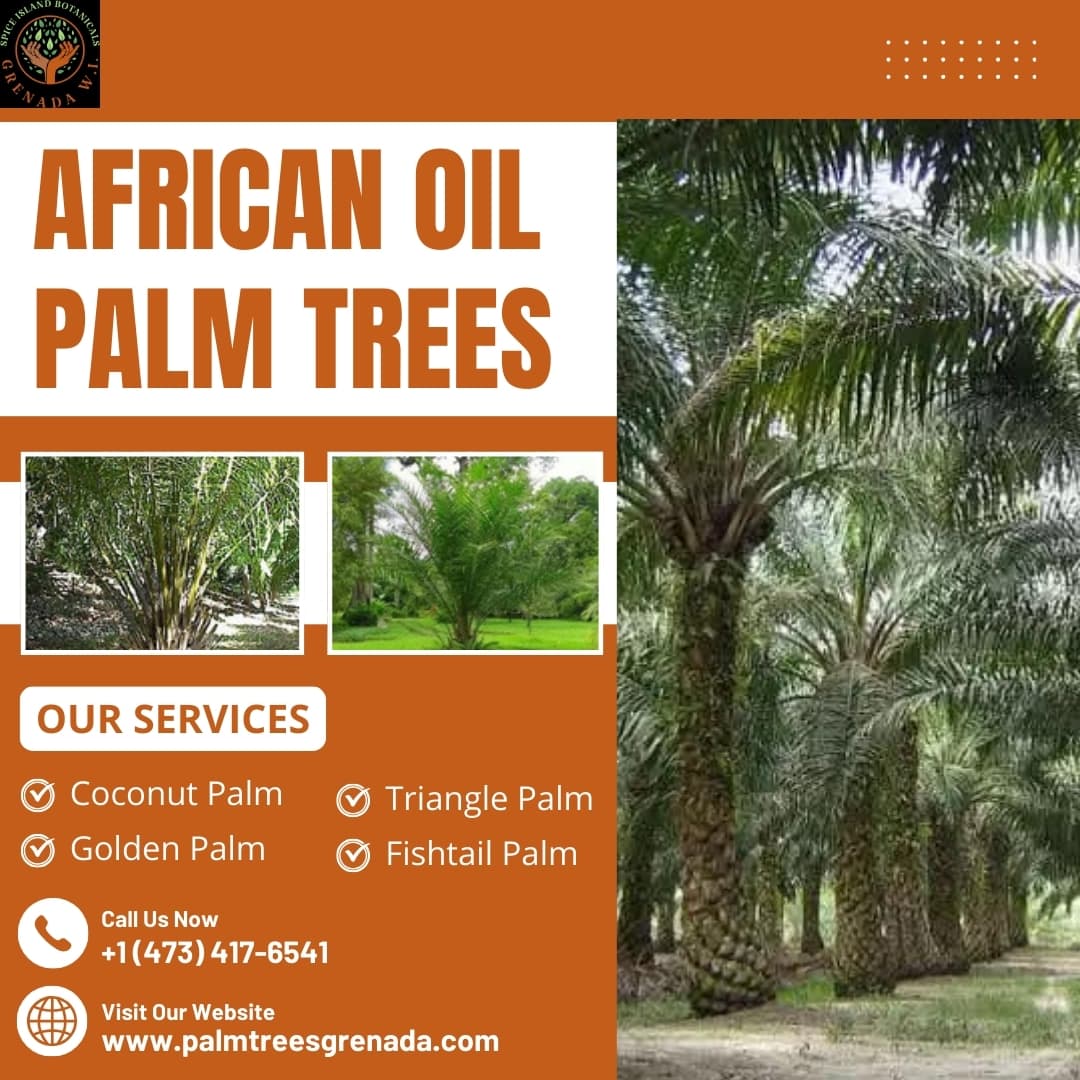 African Oil Palms Trees in Grenada
